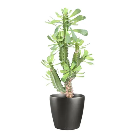 CACTUS artificiel Euphorbe 65 cm en pot