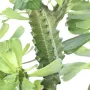 Euphorbe lactée artificielle 65 et 110 cm - tronc