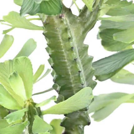 Euphorbe lactée artificielle 65 et 110 cm - tronc