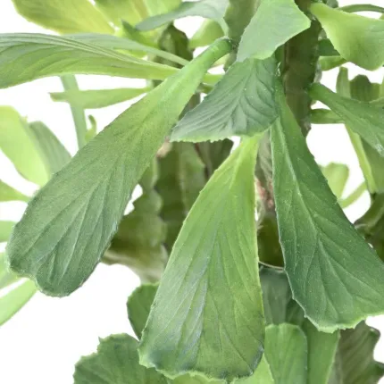 Euphorbe lactée artificielle 65 et 110 cm - feuilles