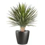 YUCCA artificiel ROSTRATA DE LUXE ou yucca rostré  80 cm en pot