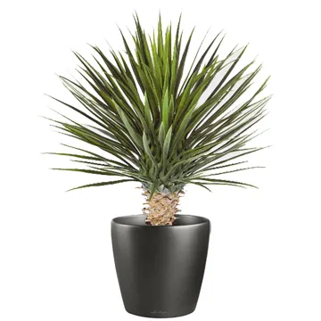 YUCCA artificiel ROSTRATA DE LUXE ou yucca rostré  80 cm en pot