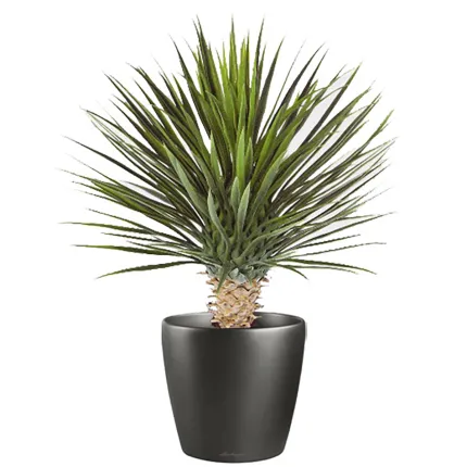 YUCCA artificiel ROSTRATA DE LUXE ou yucca rostré  80 cm en pot