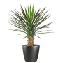 YUCCA artificiel ROSTRATA 82 cm - en pot