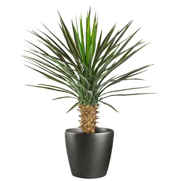 YUCCA artificiel ROSTRATA 82 cm - en pot
