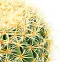 CACTUS artificiel baril d'or diam 37 cm - détails