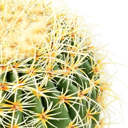 CACTUS artificiel baril d'or diam 37 cm - détails