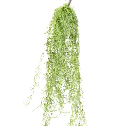 TILLANDSIA artificiel 80 cm - vu rapproché