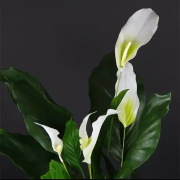 SPATHIPHYLLUM artificiel PLAST  80 cm - fleurs détails