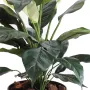 SPATHIPHYLLUM artificiel  5 fleurs 73 cm - feuilles