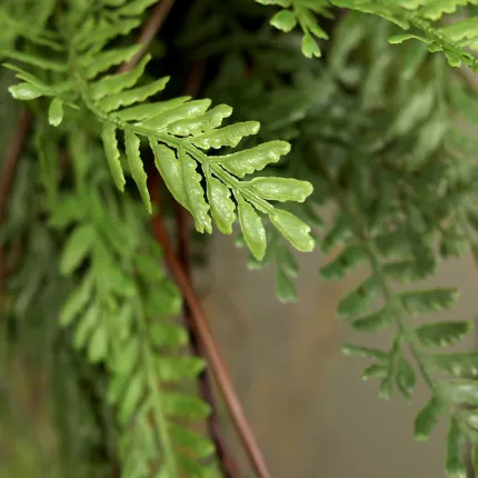 Suspension fougère 108 cm sur fausse bûche de bois - détail stipe