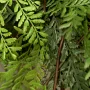 Suspension fougère 108 cm sur fausse bûche de bois - détail feuilles
