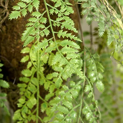Suspension fougère artificielle 100 cm - feuilles