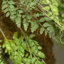 feuillage suspension fougère 100 cm