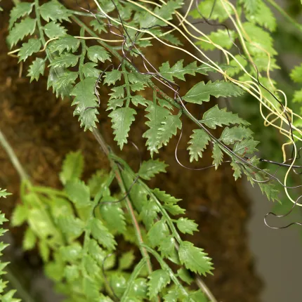 feuillage suspension fougère 100 cm