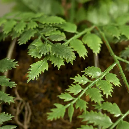 feuille dentelée de la suspension fougère 100 cm