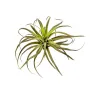 TILLANDSIA artificiel 26 cm