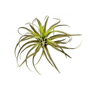 TILLANDSIA artificiel 26 cm