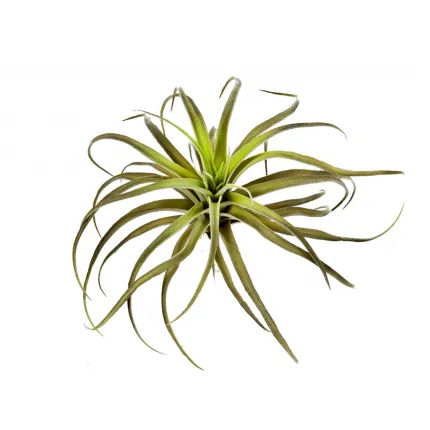 TILLANDSIA artificiel 26 cm