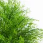 feuilles SPRENGERI ASPARAGUS artificiel touffe 60 cm