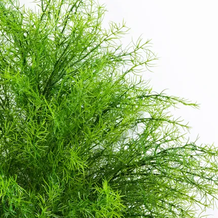 feuilles SPRENGERI ASPARAGUS artificiel touffe 60 cm