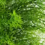 SPRENGERI ASPARAGUS artificiel touffe 60 cm - détails brins