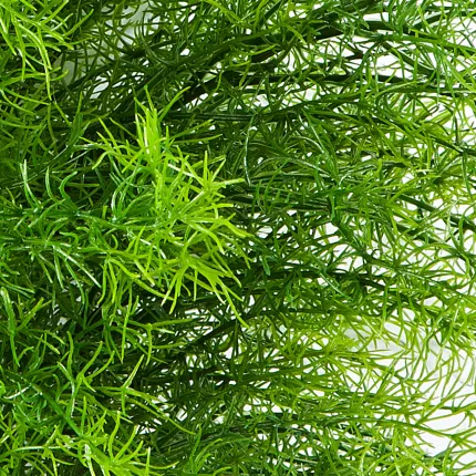 SPRENGERI ASPARAGUS artificiel touffe 60 cm - détails brins