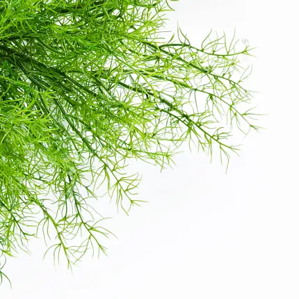 SPRENGERI artificiel 75 et 110 cm - détails