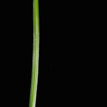 sachet 12 Herbes grass 120 cm - détail brin