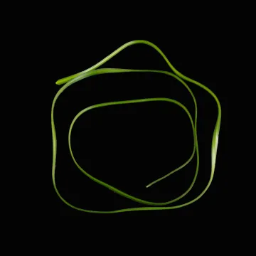 1 Herbe grass 120 cm