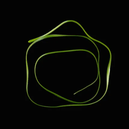 1 Herbe grass 120 cm