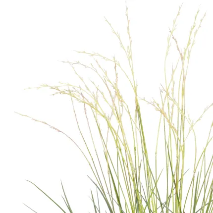 pointe GRAMINEE touffe artificielle Hteur 80 cm