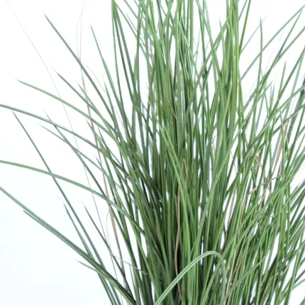 feuilles GRAMINEE honey artificielle Hteur 80 et 114 cm