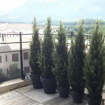 CYPRES artificiel MINI  sur une terrasse