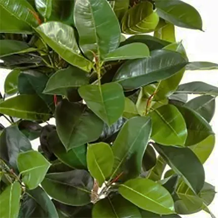 FICUS artificiel ELASTICA 180 cm et 210 cm