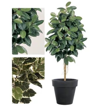 FICUS artificiel ELASTICA 180 et 210 cm - 2 couleurs