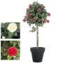 CAMELIA artificiel UMBRELLA TREE 130 et 160 cm - 2 couleurs