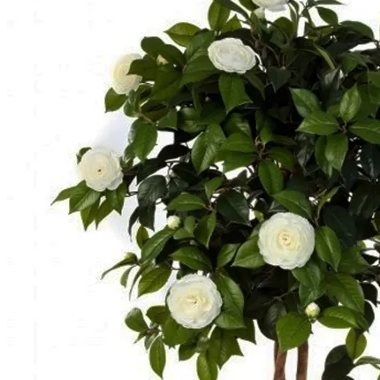 CAMELIA artificiel UMBRELLA TREE 130 et 160 cm crème - feuillage