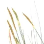 ZANNICHELLIE DES MARAIS artificielle 95 à 150 cm - l'épis