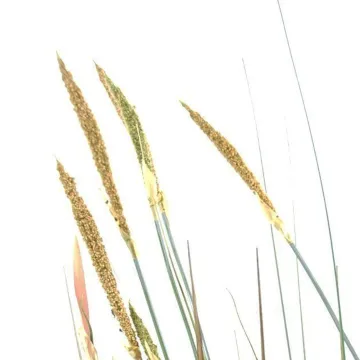 ZANNICHELLIE DES MARAIS artificielle 95 à 150 cm - l'épis