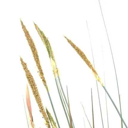 ZANNICHELLIE DES MARAIS artificielle 95 à 150 cm - l'épis