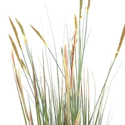 ZANNICHELLIE DES MARAIS artificielle 95 à 150cm