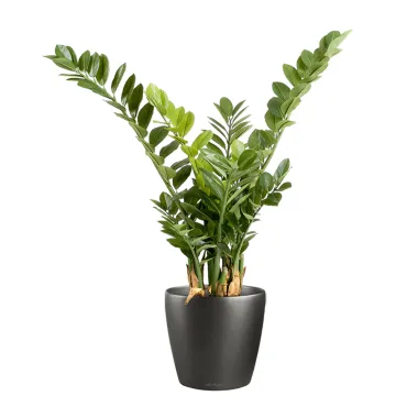 ZAMIA artificiel ou Zamioculcas 90 cm en pot