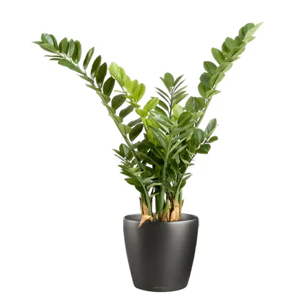 ZAMIA artificiel ou Zamioculcas 90 cm en pot