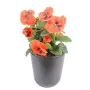PENSEE artificielle orange 27 cm en pot