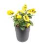 PENSEE artificielle jaune 27 cm en pot