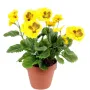 PENSEE artificielle jaune 27 cm en pot   marron