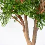 BUCIDA artificiel 360 cm - tronc