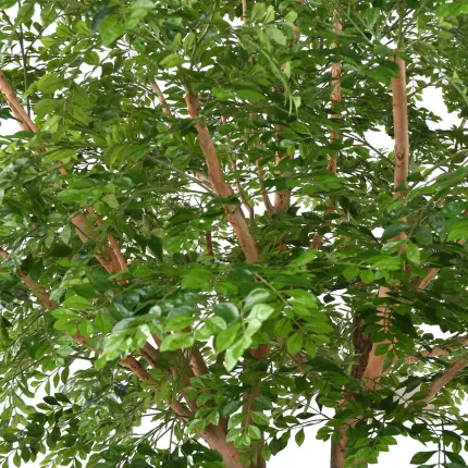 BUCIDA artificiel 300 cm