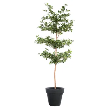 BUCIDA Buceras artificiel 230 cm - en pot
